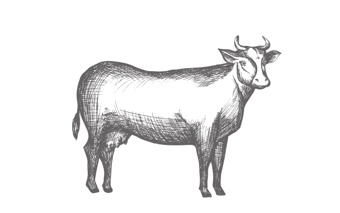 CARNES6