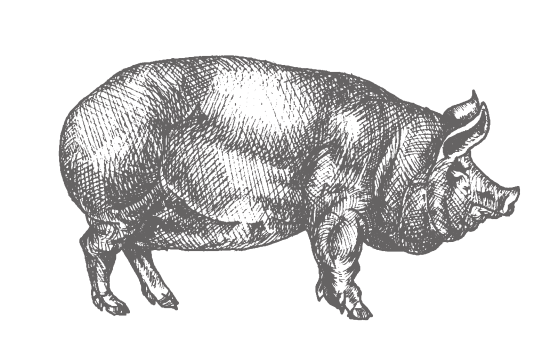 cerdo